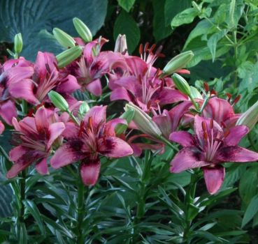 3 Purple Dream Asiatic Bulbs