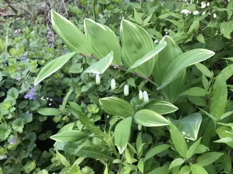 Japanese Solomon’s Seal- Variegatum- Polygonatum multiflorum – Shade – 4″ Pot