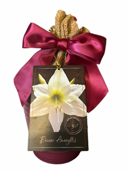 Denver Amaryllis Gift Growing Kit- Ceramic Pot, Denver Bulb, a Burlap Bag and Growing Medium