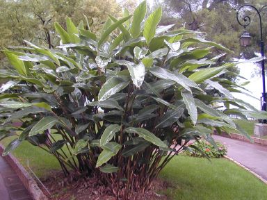 Shell Ginger Plants (Alpinia zerumbet) in a 3.5" Pot