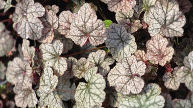 3 Northern Exposure Silver Heuchera in 3 inch Size Plugs/Coral Bells—Plugs removed from tray, and