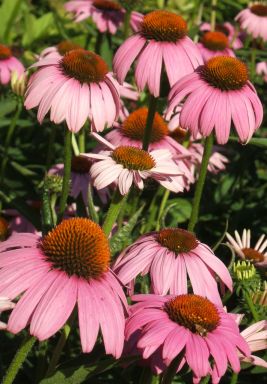 Kim’s Knee High Coneflower/ Echinacea in 4 inch pots (one plant per pot) Deer Resistant!