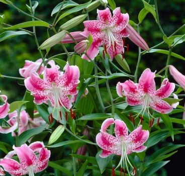 5 Uchida Rubrum Lilium/ Wild Lily of Japan Bulbs
