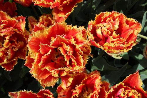 20 Gold Dust Fringed Tulip