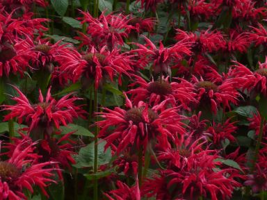 Bee Balm Gardenview Scarlet Monarda Plants in Separate 4 inch containers- Daylily Nursery…one plan