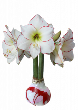 White Wax with Red and Pink Splatter, Picasso Amaryllis Bulb