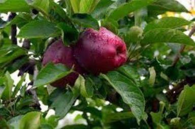 Red Delicious Apple Trees Pre- Bagged Bareroot 6-12" Tall-Mild, Sweet Fruit in Just 3 Years!!