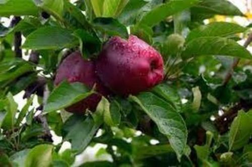 Red Delicious Apple Trees Pre- Bagged Bareroot 6-12" Tall-Mild, Sweet Fruit in Just 3 Years!!