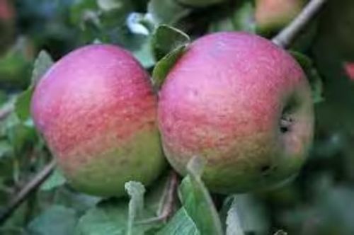 Gala Apple Trees Pre- Bagged Bareroot 6-12" Tall-Sweet Fruit-Ripens Early!!