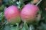 Gala Apple Trees Pre- Bagged Bareroot 6-12" Tall-Sweet Fruit-Ripens Early!!