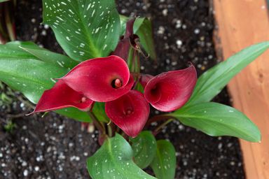 5 Red Calla Lily Bulbs Bulbs