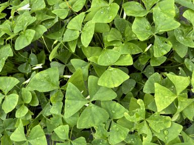 Green Shamrock Plant - Easy Houseplant - Oxalis - 4" Pot