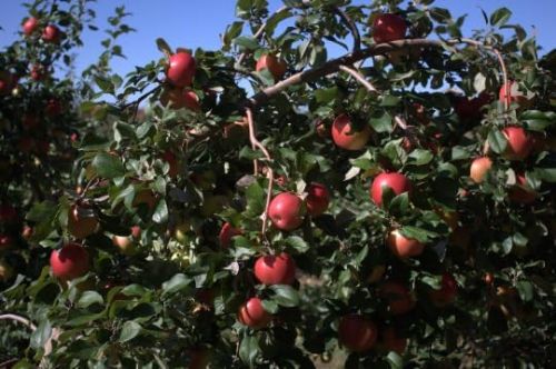 Honeycrisp Apple Trees Pre-Bagged Bareroot 2-3 feet Tall