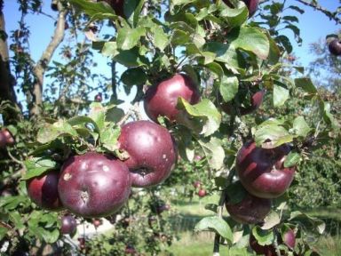 Arkansas Black Apple Trees Pre-Bagged Bareroot 6-12" Tall