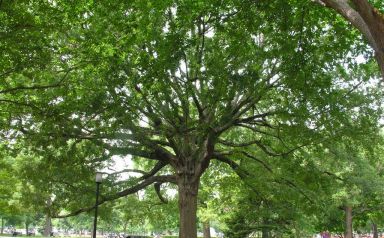 2 Willow Oak Trees Bareroot 18-30 inches