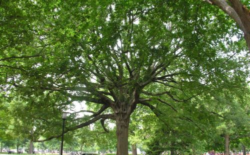 2 Willow Oak Trees Bareroot 18-30 inches
