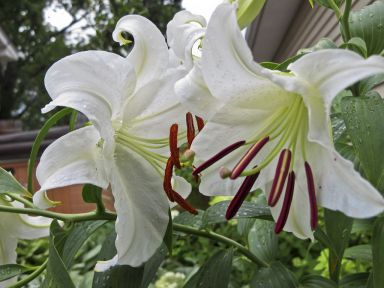 5 Casa Blanca Lily Bulbs