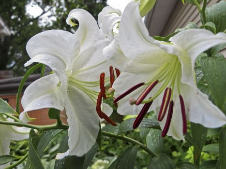 5 Casa Blanca Lily Bulbs