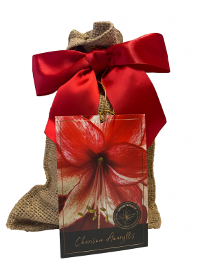 Charisma Amaryllis Bulb in Burlap Gift Bag! -Includes Growing Medium-Great Holiday Gift!