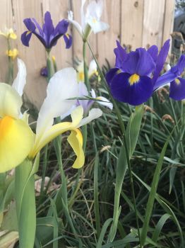 Dutch Iris Bulbs, Mixed—Perfect for Fall Planting!