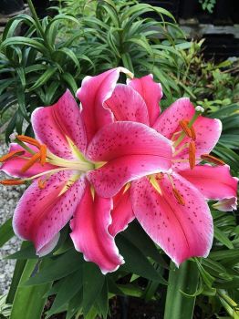 Stargazer Lily Bulbs 5-pack