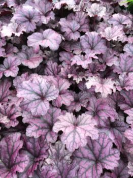 Amethyst Myst Heuchera/ Coral Bells in 4 Inch Pot–Great for Spring planting!