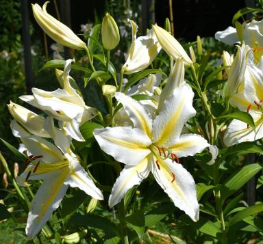 5 Bafferari Oriental Lily Bulbs