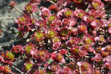 Dragon’s Blood Sedum in 4 inch Containers– This can be more green than red during certain times