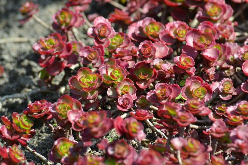Dragon’s Blood Sedum in 4 inch Containers– This can be more green than red during certain times