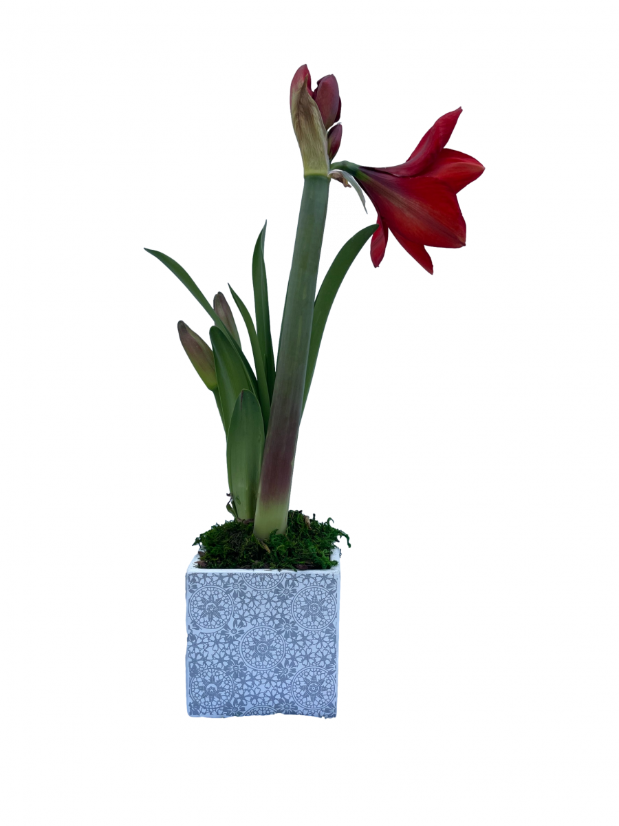 Amaryllis Samba | White Flower Farm