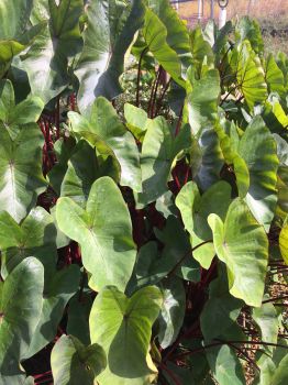 2 Black Stemmed Elephant Ear Plants! 2 Plants Total, in 2 Separate 4 in. Containers–one plant per