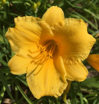 Daylilies