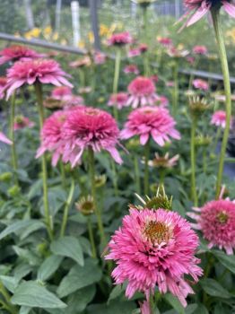 Butterfly Kisses Coneflower/ Echinacea in 4 Inch Pots (one plant per pot) Deer Resistant!