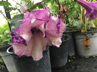 Black Currant Angels Trumpet Live Tropical Plant Large Purple and White Flowers Starter 4 inch potâ