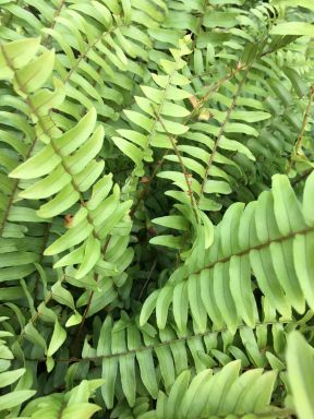 BOSTON FERN – Original – 4″ Potted Plant – Live Plant