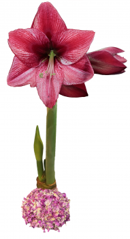 Rose Petal Revelation Waxed Amaryllis Bulb size 34/36