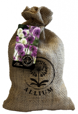 20 Purple Blend Allium Bulbs in a Rustic, Custom Stamped Burlap Gift Bag