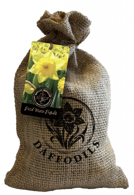20 Dutch Master Trumpet Daffodil Bulbs in a Rustic, Custom Stamped Burlap Gift Bag