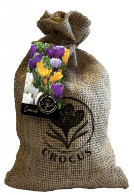 20 Jumbo Crocus Mixture Bulbs in a Rustic, Custom Stamped Burlap Gift Bag