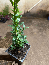 Buxus ‘Green Velvet’ – Boxwood – Starter Plants in 2.5 inch cups
