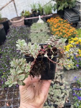 Sedums