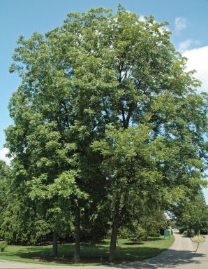 4 Southern Pecan Trees Bareroot 12-24"