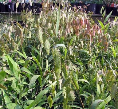 Northern Sea Oats Grass Chasmanthium Latifolium in 4" Pots