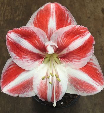 Clown Amaryllis Bulb, Healthy bulb!. Great for Winter Forcing! Wonderful and unique gift!