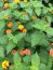 Confetti Lantana Camara Flowers Two 2 Live Plants-Natural Mosquito Repellant Garden -Attract Humming