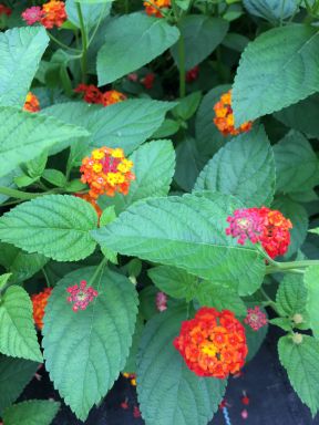 Confetti Lantana Camara Flowers Two 2 Live Plants-Natural Mosquito Repellant Garden -Attract Humming