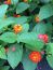 Confetti Lantana Camara Flowers Two 2 Live Plants-Natural Mosquito Repellant Garden -Attract Humming