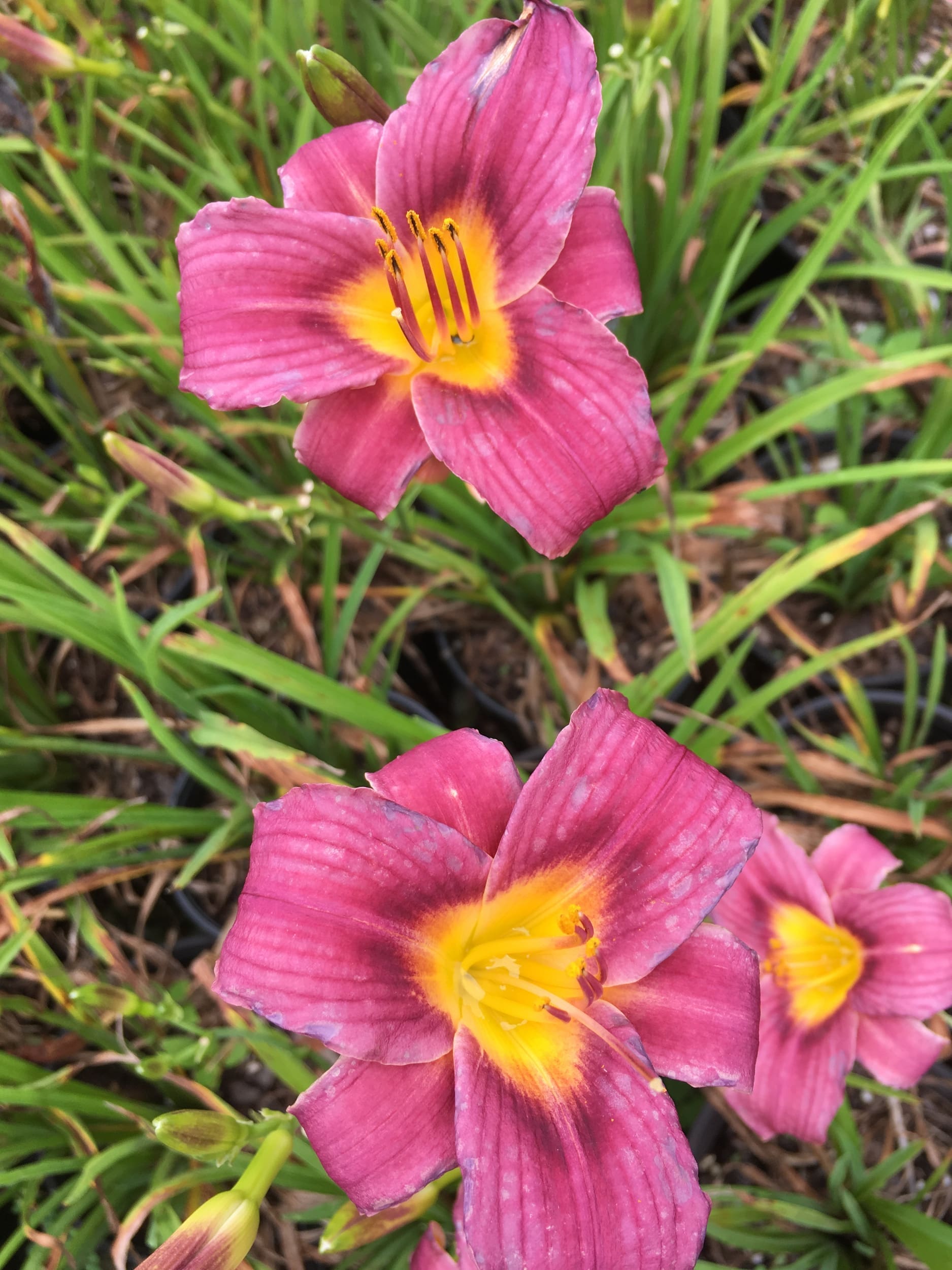 daylilynursery: 15 Bareroot Hemerocallis Grape Magic Daylilies ...