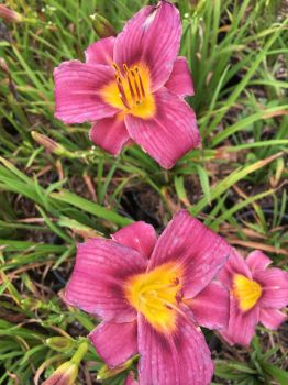 15 Bareroot Hemerocallis Grape Magic Daylilies Tennessee Grown