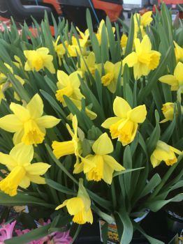 20 Narcissus – Dutchmaster: Trumpet Daffodil– You choose amount!